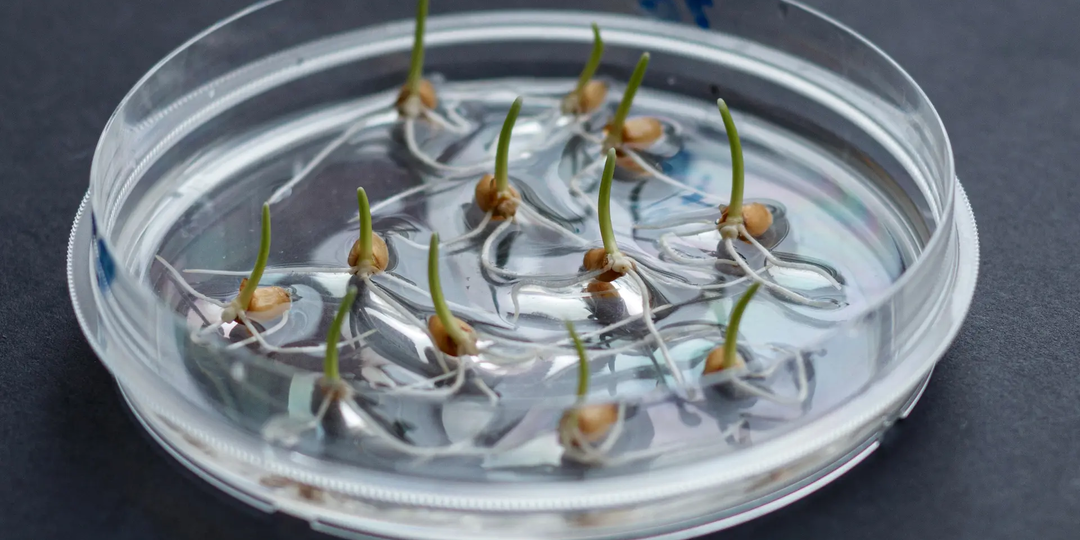 Учёные СФУ усилили природную защиту растений от тяжёлых металлов