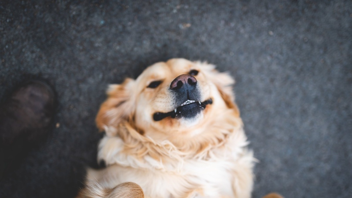    Обязательная регистрация и чипирование собаки — первый шаг ответственного владельца