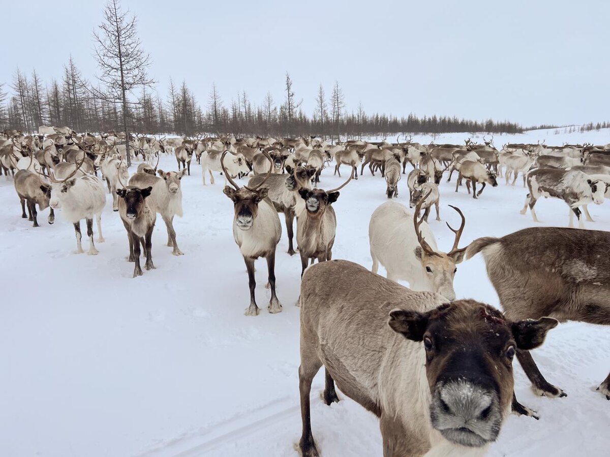 Стадо оленей семьи Тэседо