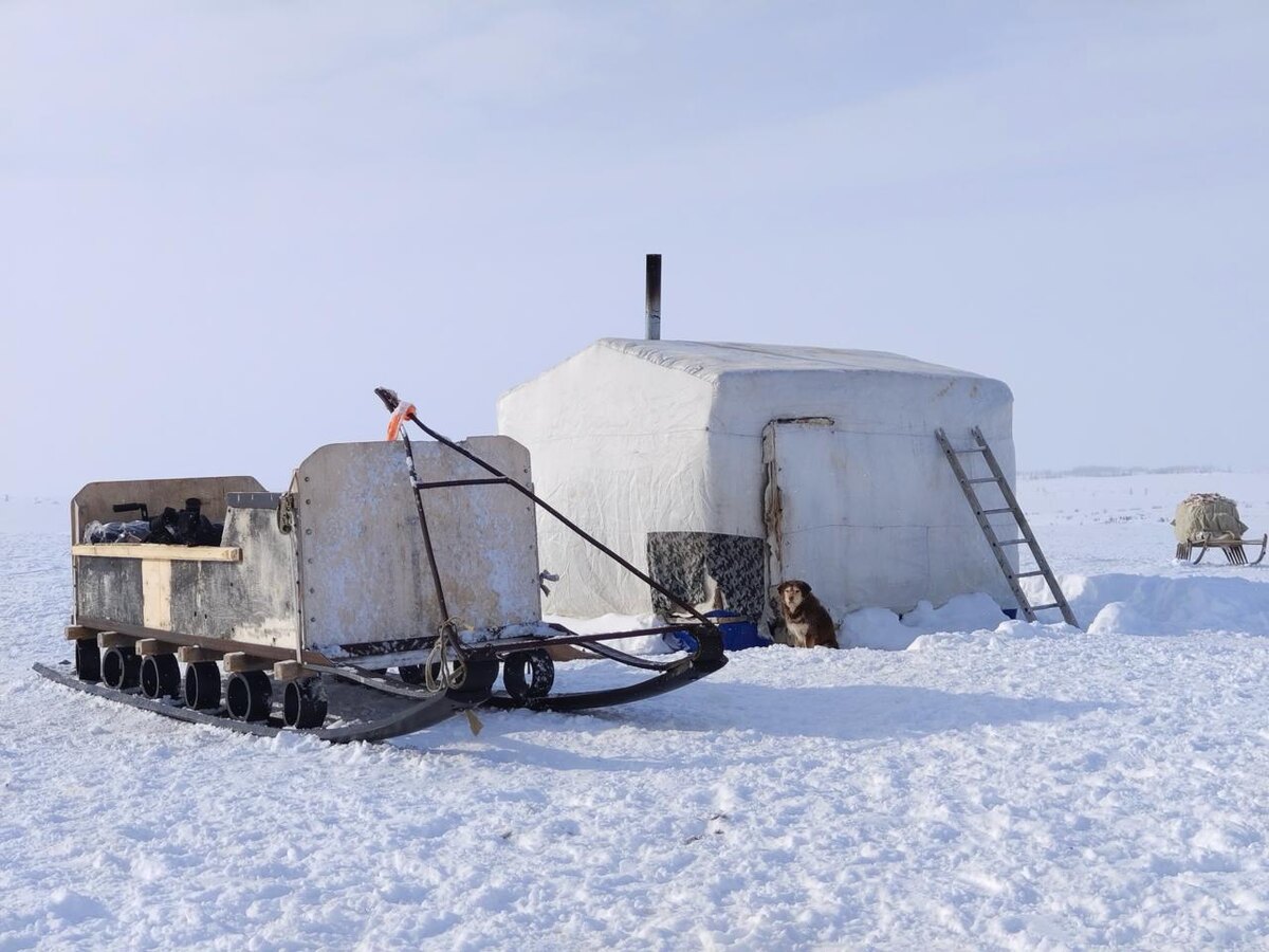 Оленеводческий балок. У дома сидит пастуший пес Малыш