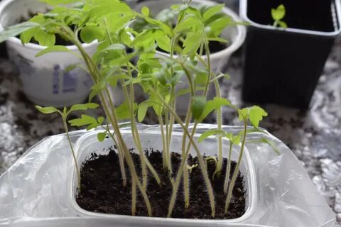 Вытянутая рассада томатов