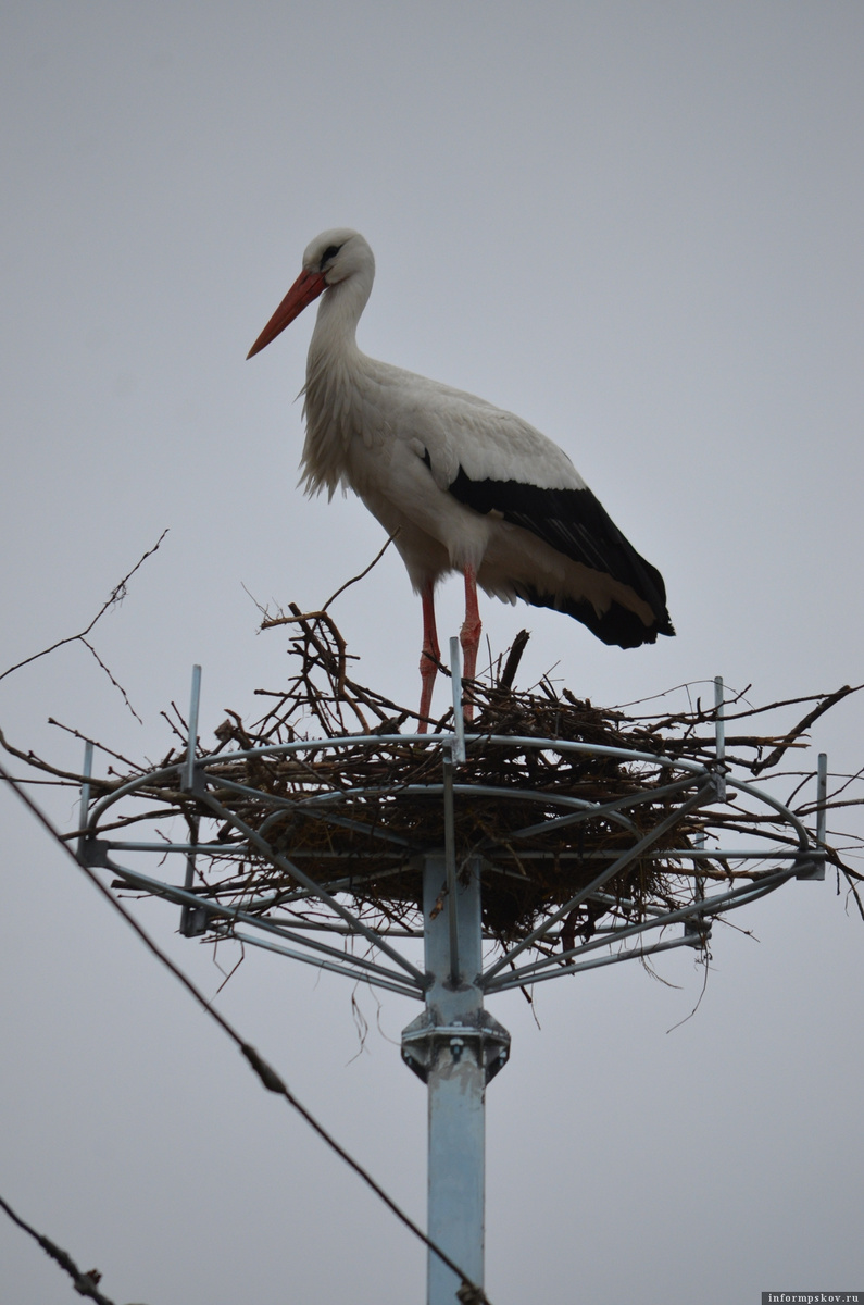 Птицезащитное устройство гнездообразующего типа. Фото: Марина Сиденко