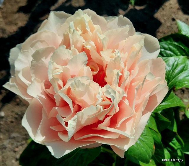 Пион  'Majesty Star' 