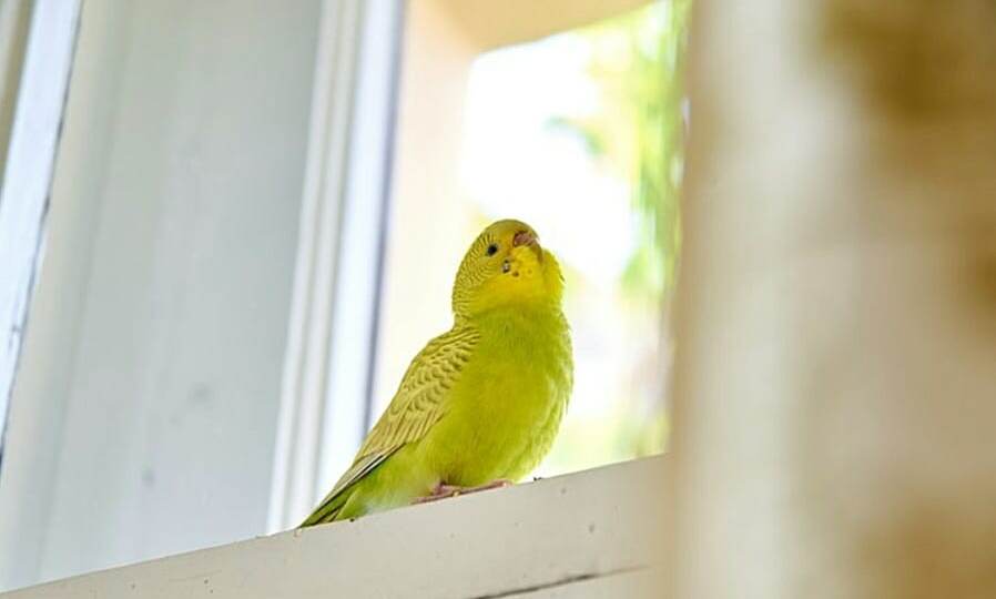 Один день волнистика. Рассказ от первого лица