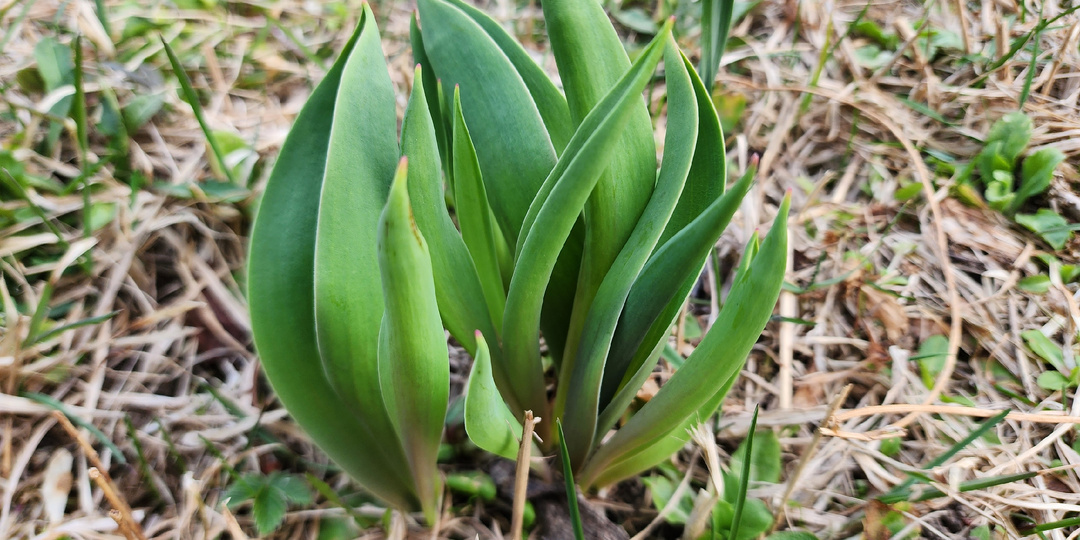 Поливаю тюльпаны в начале апреля этим раствором для хорошего роста и пышного цветения