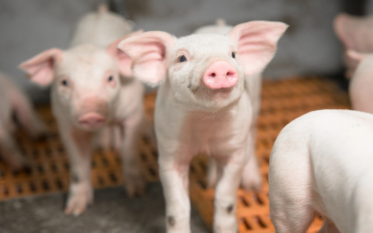    ГК «Агроэко» нарастила экспорт свинины почти на 7% в 2025 году фото: сайт ГК «Агроэко»