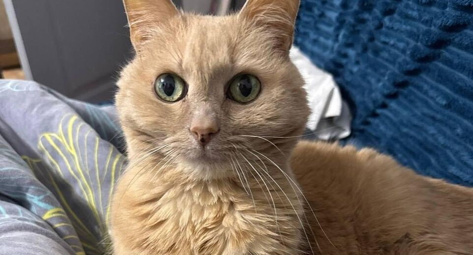 В московском аэропорту хозяева бросили 11-летнего кота Барсика