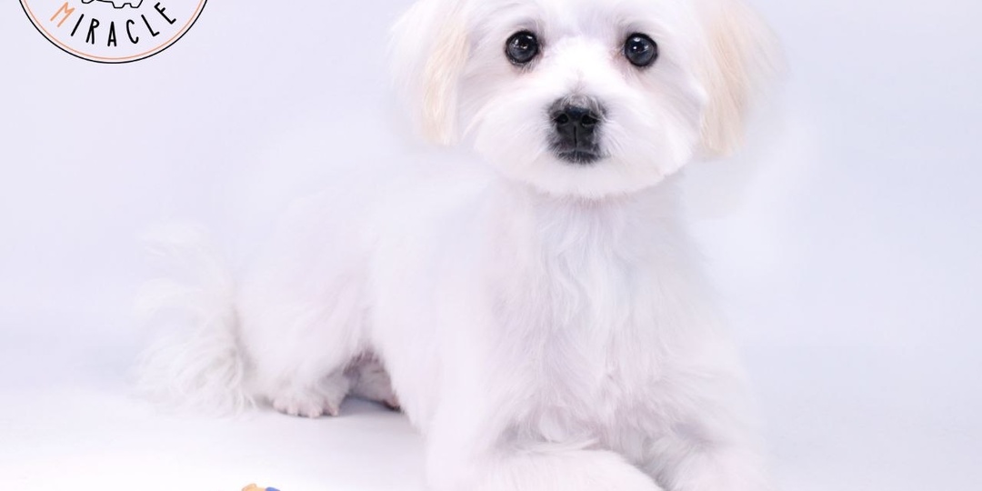 ✨ Белоснежная звёздочка в нашем салоне — Мия, четырёхмесячная мальтезе