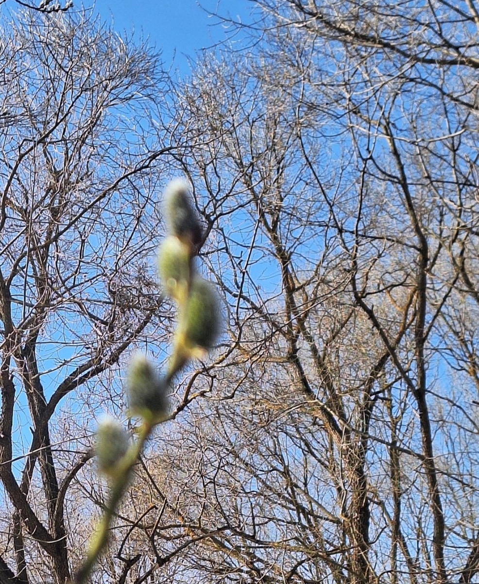 Весенняя пора. Фото - собственность автора канала "ТАК НАДО".
