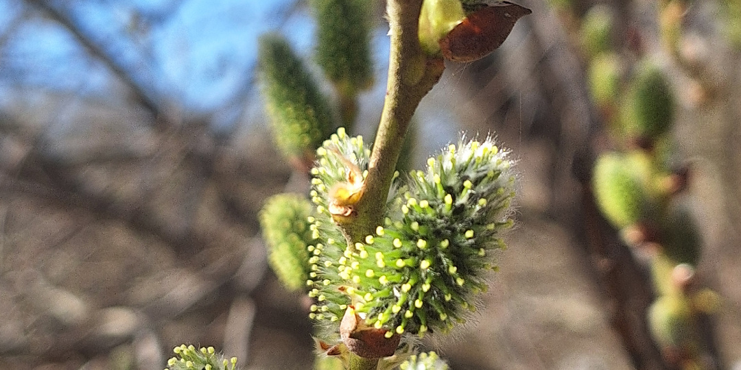 Солнечный весенний ветер. Лесная фея потеряла изумродное колечко. И как прошёл мой год без покупок.