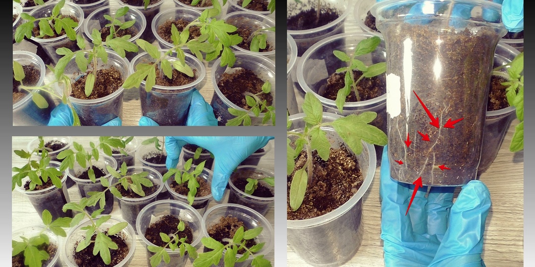 Первая, важная подкормка томатов после пикировки: проверенный способ из года в год — просто и эффективно