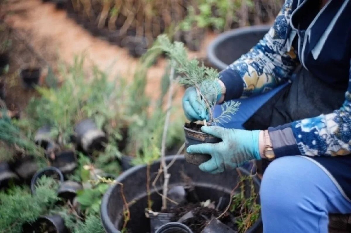    Более 150 ямальцев хотят стать волонтерами проекта по благоустройству