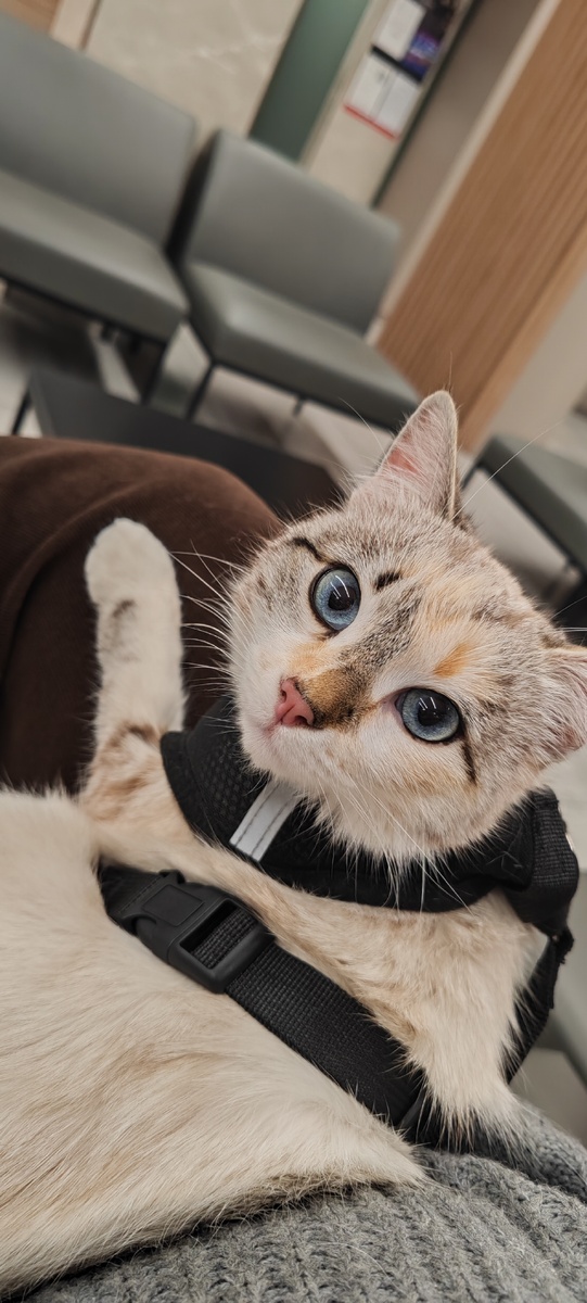 Вот эта преступная морда