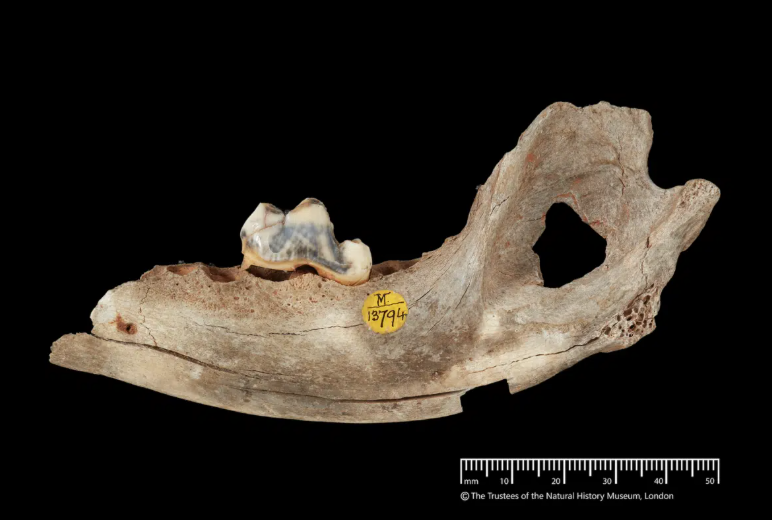    Ученые выяснили происхождение всех собак: древняя находка в Швейцарии изменила теорию одомашнивания