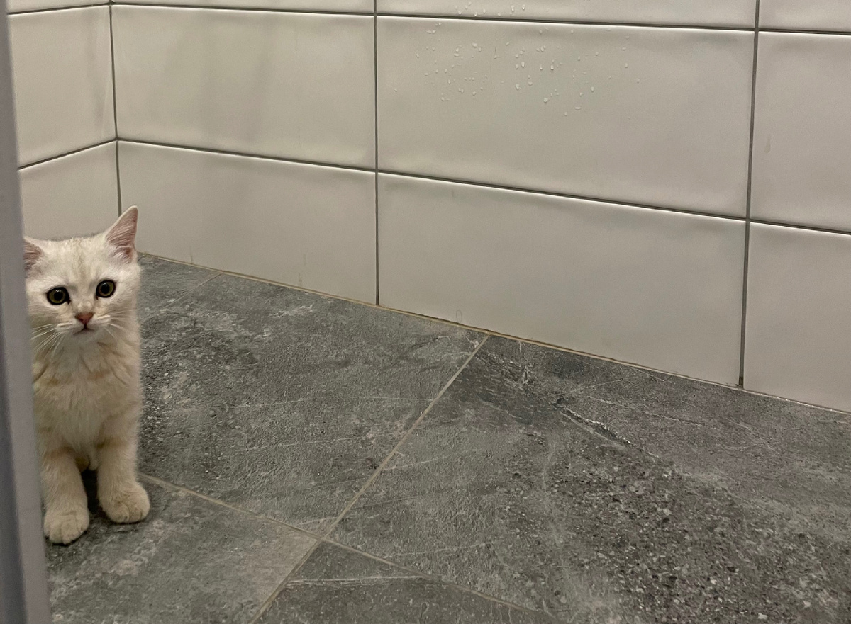 На фото красивый кот и некрасивые стыки - мотивация мыть, чтобы на фотографиях не было заметно грязь