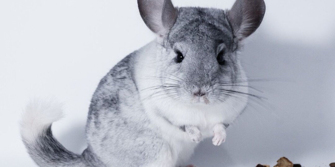 Шиншилла: Пушистый друг с особенностями ухода. Разбираемся в фактах и мифах.