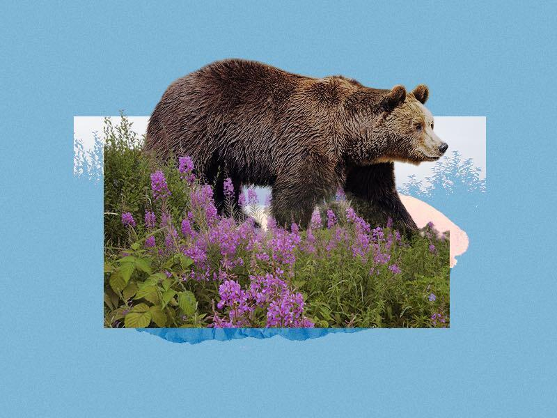 © Фото: Первый Байкальский