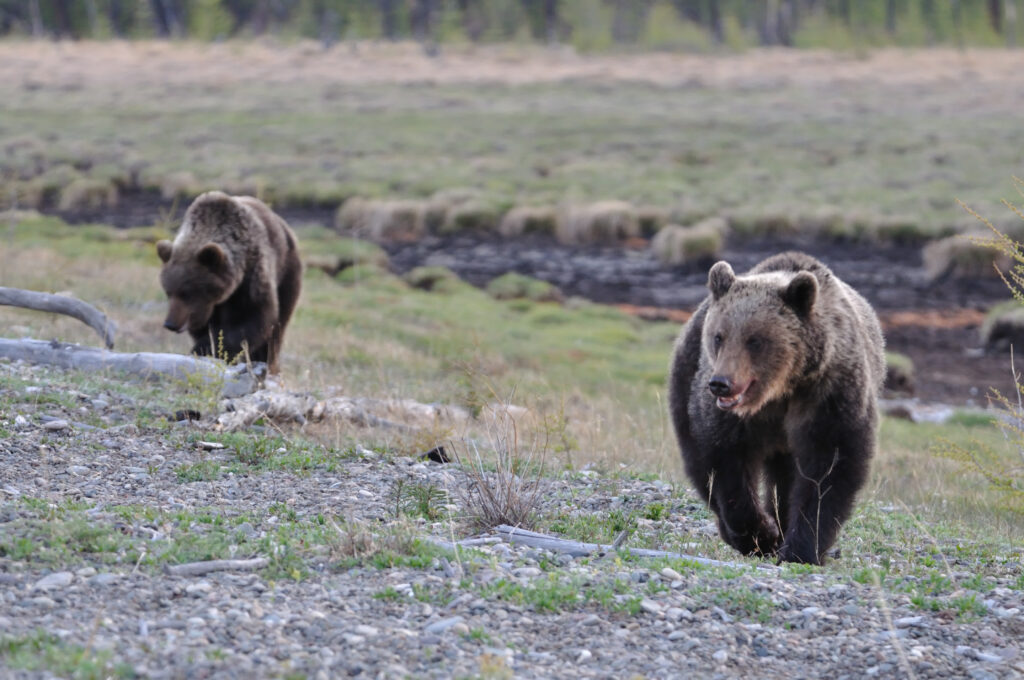 Несмотря на огромные размеры и репутацию хищника, медведь достаточно труслив. Фото: архив ФГБУ «Заповедное Прибайкалье»
