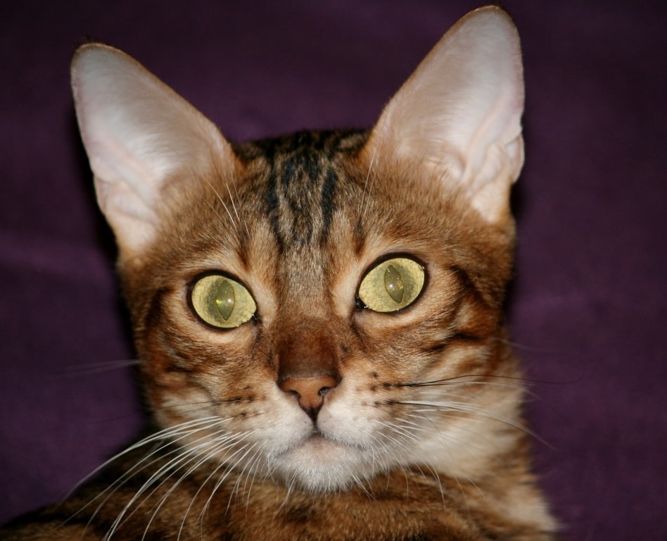 биополе кошек