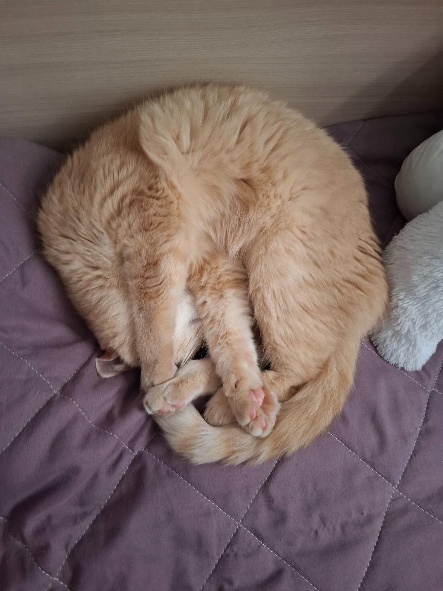 Толстые котики никого не бесят