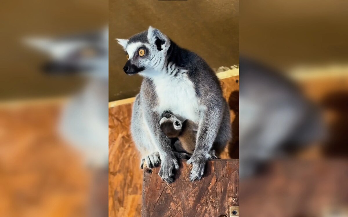    Фото: Парк «Лога»