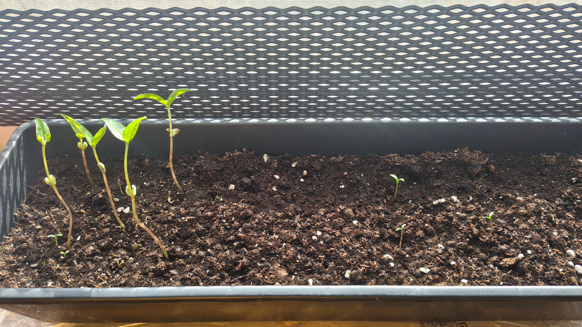 Тапкофото автора