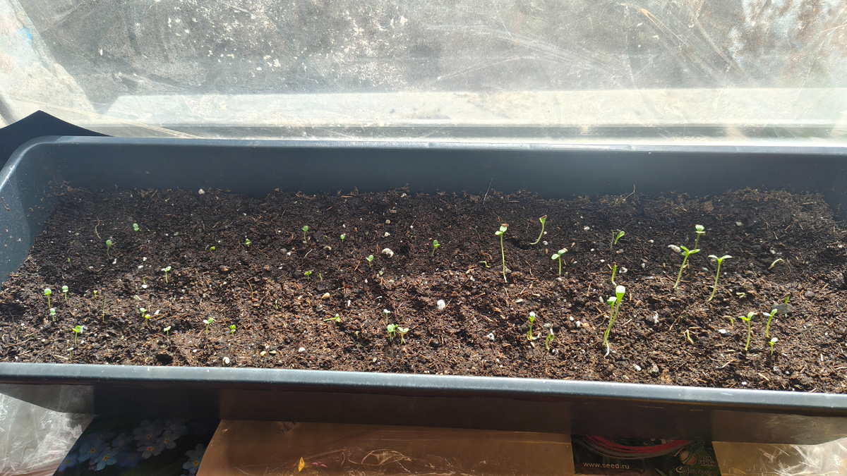 Тапкофото автора