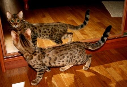 аллергия на кошек бенгальской породы