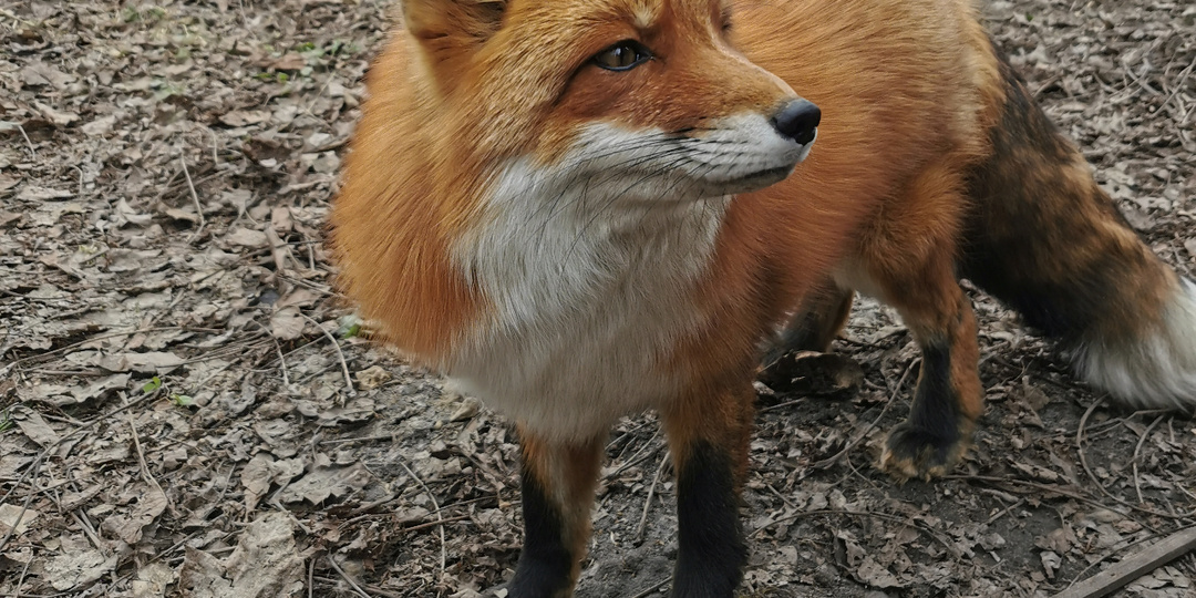 Снова вместе. Дневник лисы