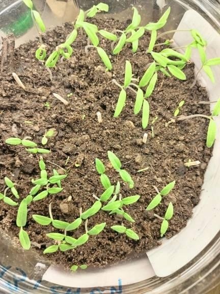 Сеянцы томатов