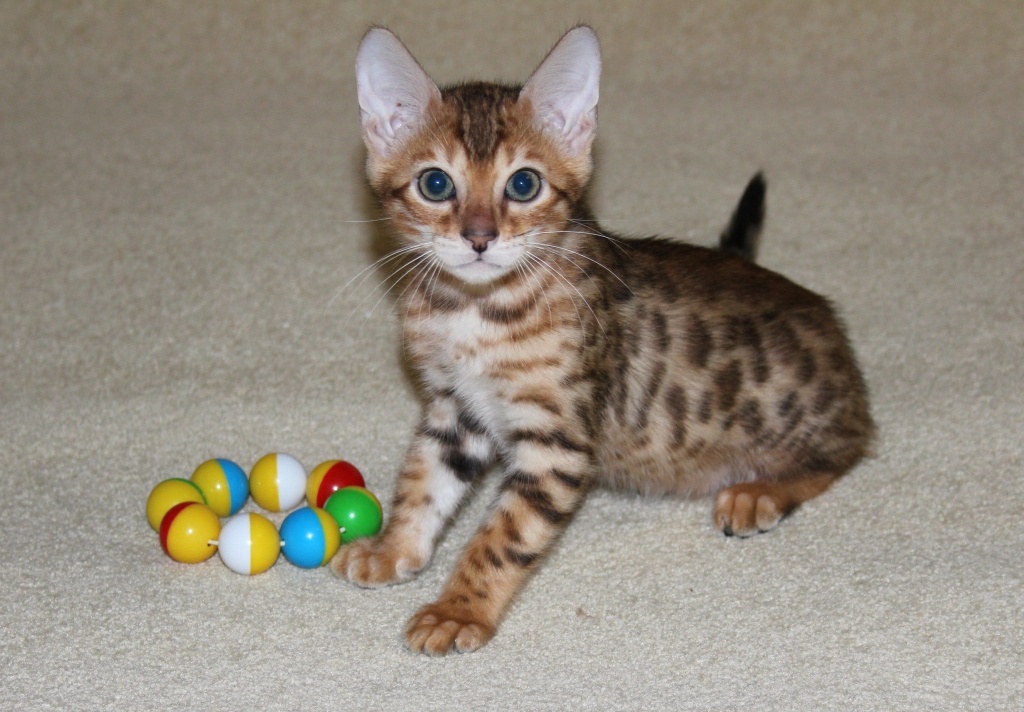 витамины для кошек