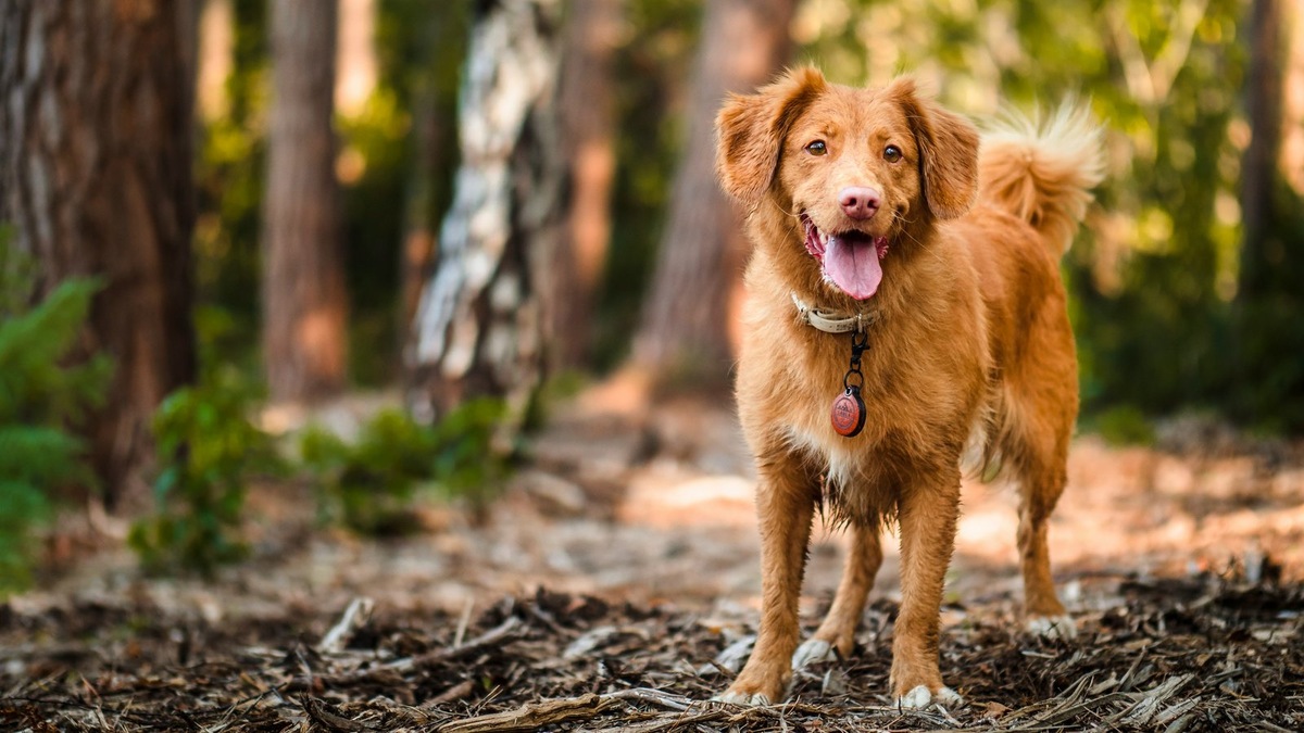    Весенние прогулки с питомцем требуют повышенного внимания к защите от паразитов