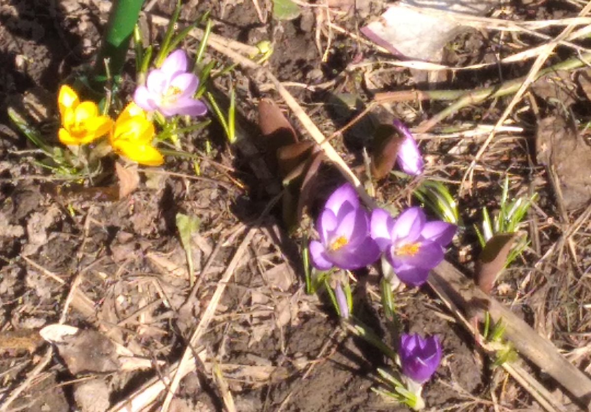 Первоцветы.