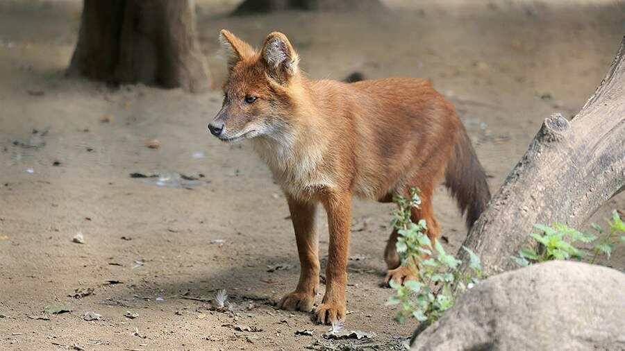 Фото: Global Look Press/Jürgen & Christine Sohns/http://imagebroker.com/#/search/
