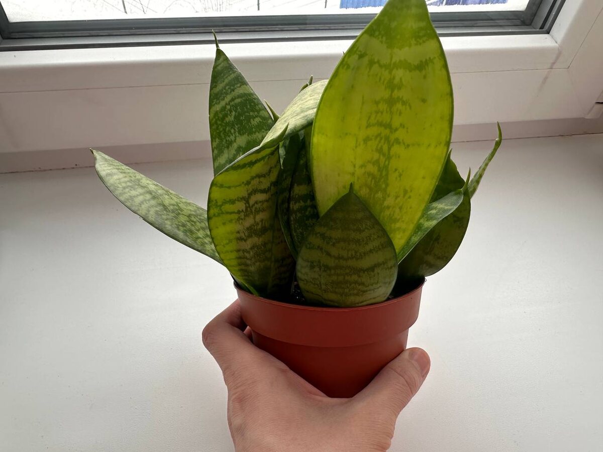 Вот такая сансевиерия продалась