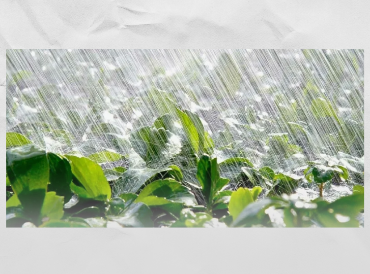 Дагестан под водой: что случилось с полями, садами и теплицами после удара стихии