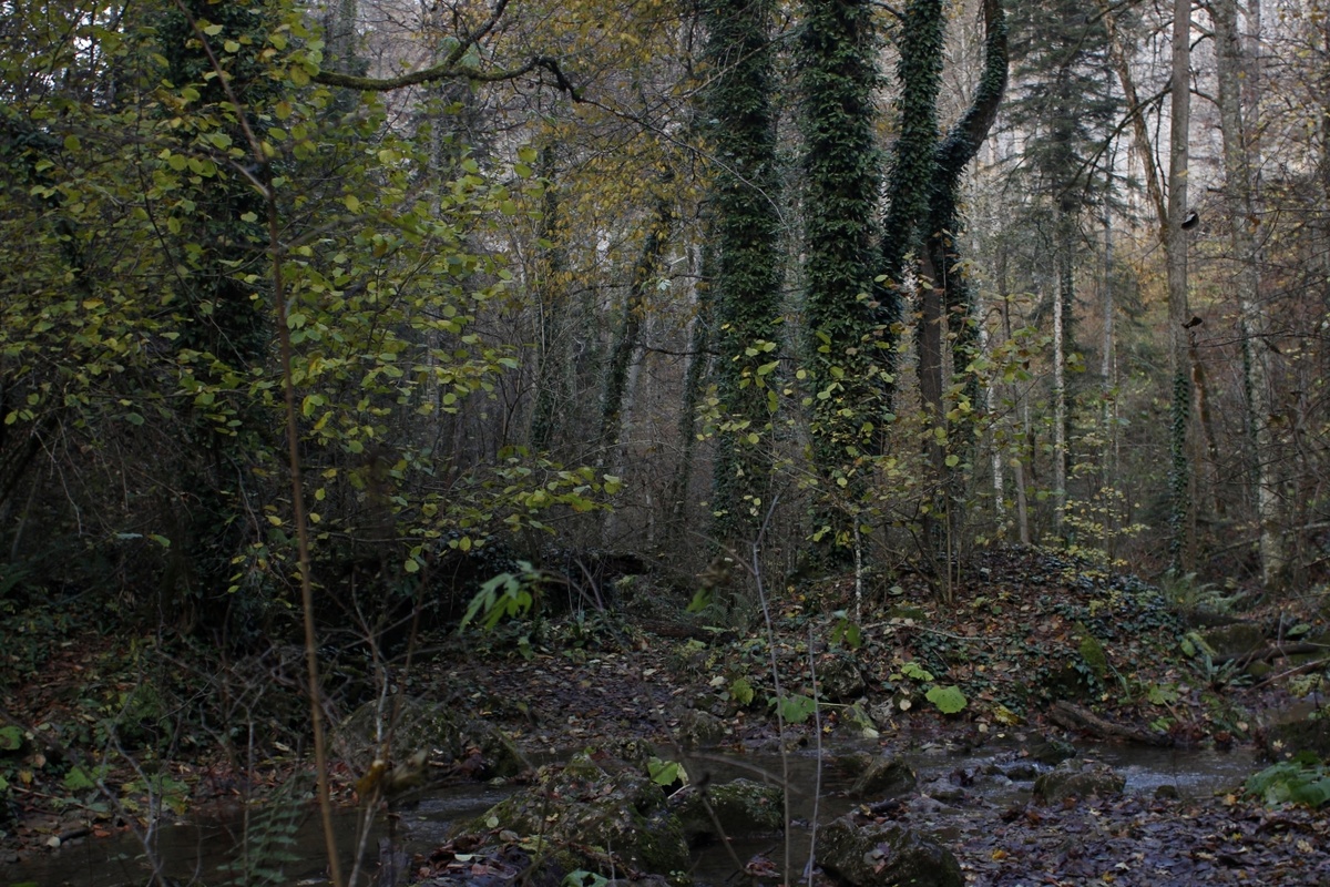 Леса в Мезмае, фото Анастасия Жигачева 