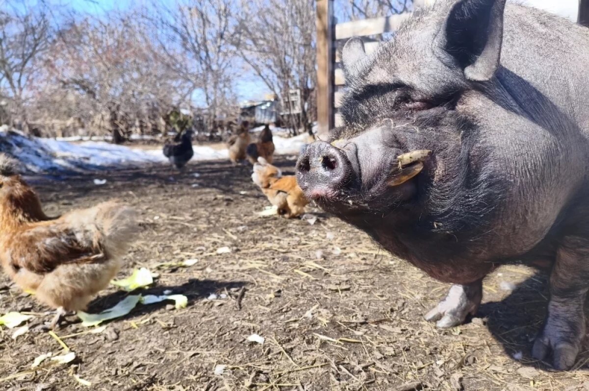    В саратовском экопарке поросёнок Фунтик радуется теплу и первоцветам