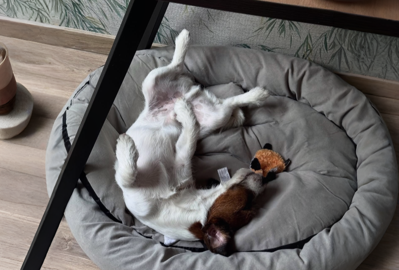 Почему мой джек-рассел спит на спине, раскинув лапы? Расшифровка его поз