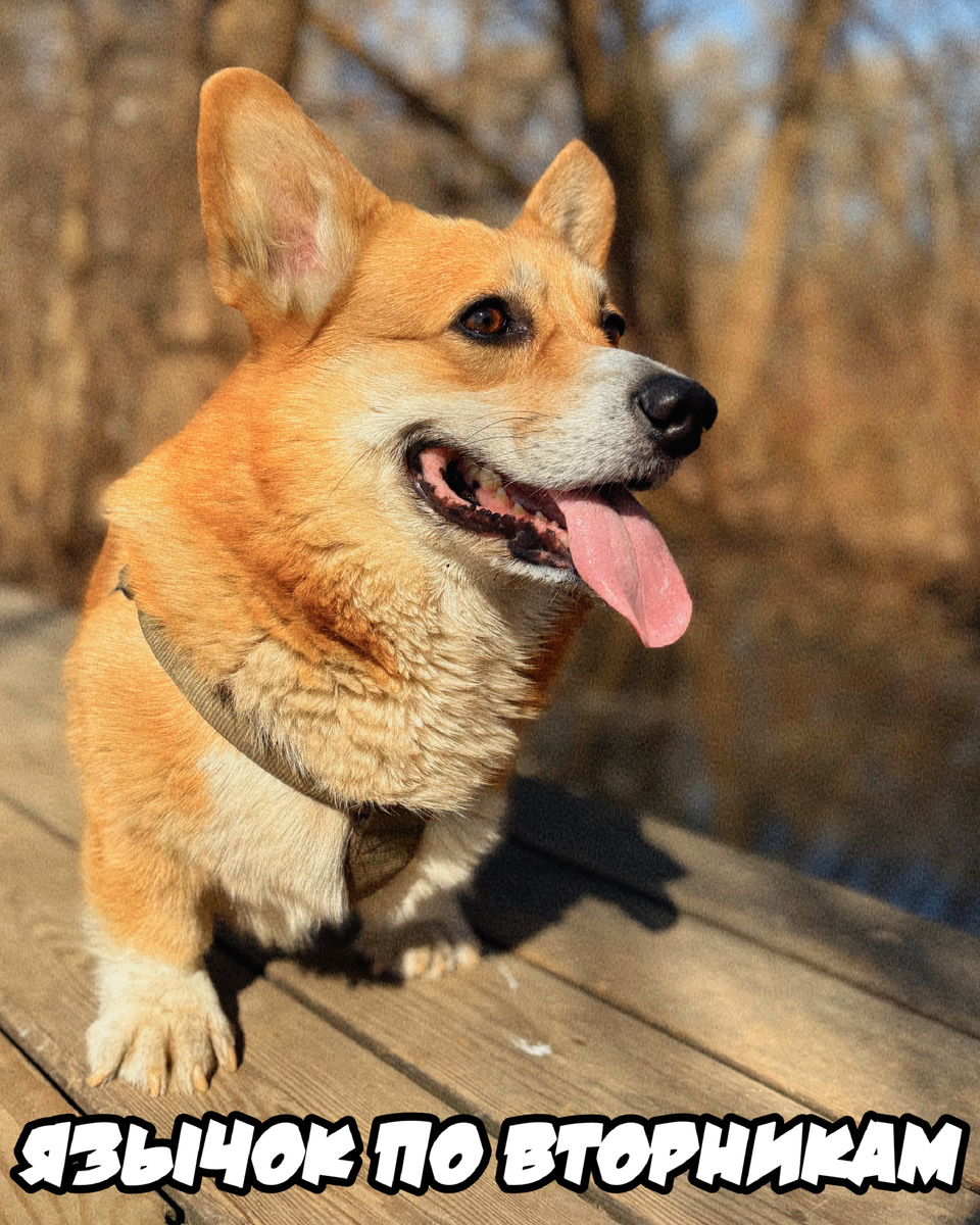 Язычок по вторникам от корги Бильбо