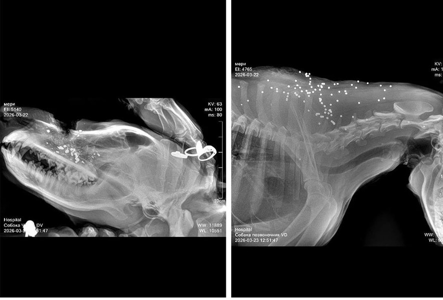 Дробь на снимке