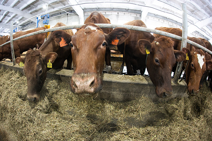    Фото: Михаил Периков