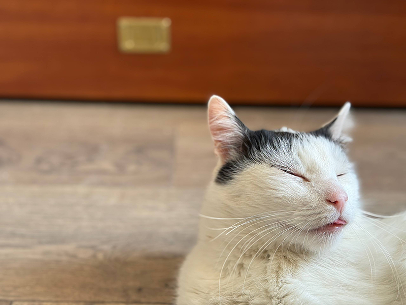 Дедушка Белый