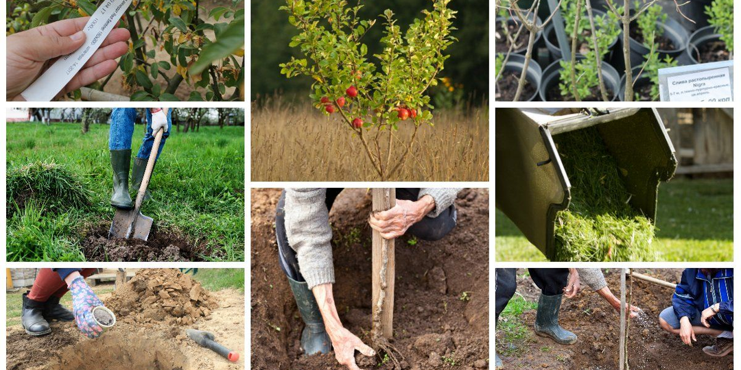 Выбираем деревья для сада: что посадить, когда и зачем? Практические советы от ландшафтной студии GreenSH 🌳