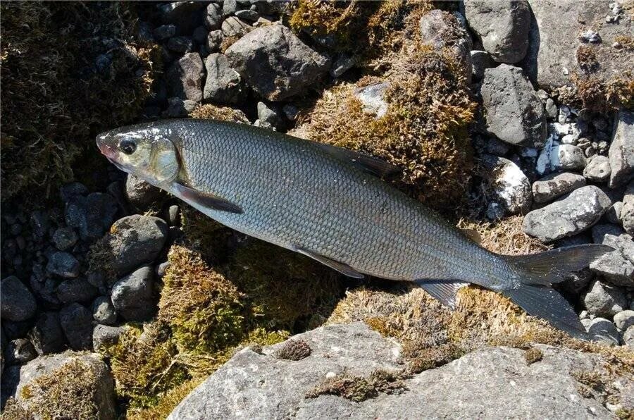 Рыбалка на хариуса в Сибири