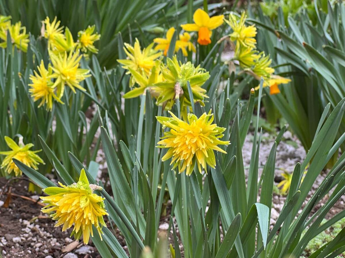 Нарциссы  — как мост в прошлое, где время текло иначе, а каждый весенний день был наполнен ожиданием чуда. Фото автора канала