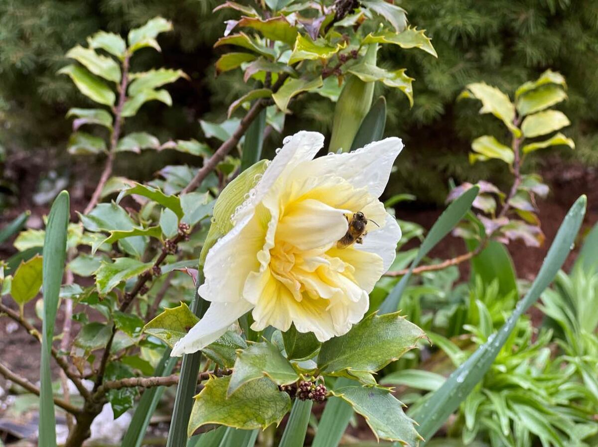 Нарцисс . Фото автора канала
