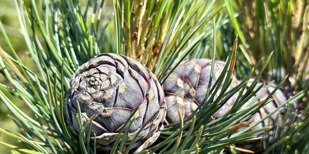 Кедровая сосна: красота и польза в одном дереве. Экспертный гид по выбору и посадке