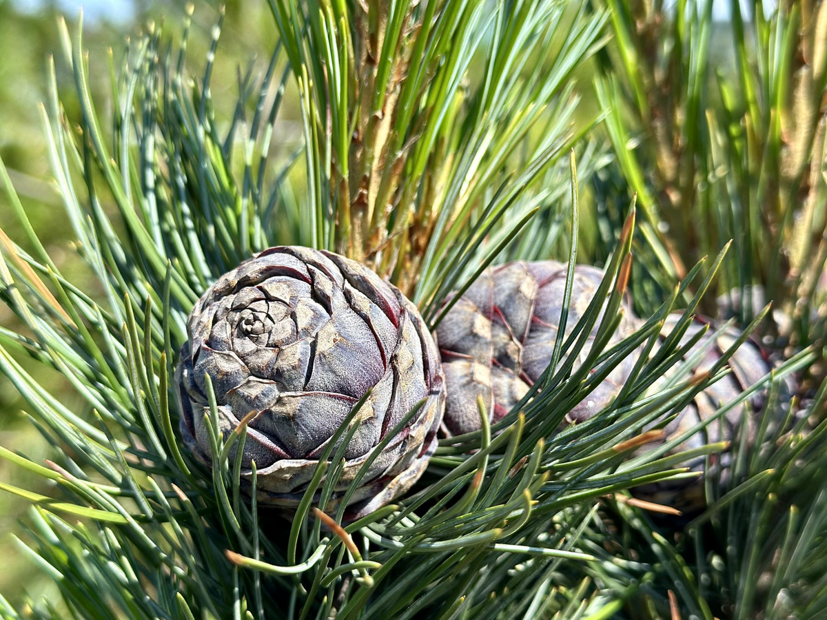 Хвоя кедровой сосны в пучках по 5 иголок — отличительная черта, делающая дерево особенно декоративным
