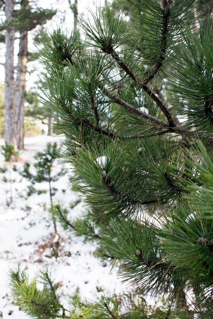 Кедровая сосна — вечнозелёный акцент сада, который радует круглый год и создаёт целебный микроклимат